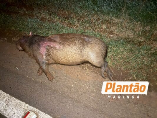 Fotos de Motociclista fica ferido após colisão com capivara na PR-546 entre Floresta e Itambé