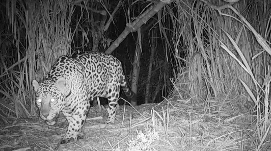 Novas imagens mostram onça-pintada em área rural na região de Maringá; drone flagra felino de perto Foto 1 Fotos de Novas imagens mostram onça-pintada em área rural na região de Maringá; drone flagra felino de perto