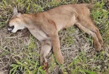 Fotos de Onça-parda é encontrada morta às margens da rodovia da PR-453; suspeita é de atropelamento