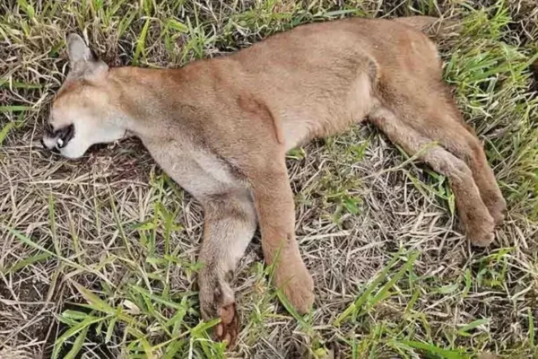 Onça-parda é encontrada morta às margens da rodovia da PR-453; suspeita é de atropelamento Foto 1 Fotos de Onça-parda é encontrada morta às margens da rodovia da PR-453; suspeita é de atropelamento
