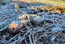 Fotos de Paraná registra sensação térmica de até -8,4°C, mas frio mais intenso ainda está por vir; veja a previsão