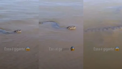 Fotos de Perdi até a vontade de pescar’: Sucuri gigante é flagrada tranquila às margens do Rio Paraná, no Porto São José