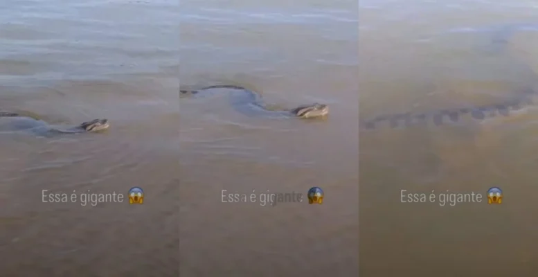 Fotos de Perdi até a vontade de pescar’: Sucuri gigante é flagrada tranquila às margens do Rio Paraná, no Porto São José