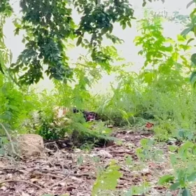Fotos de Seminua, adolescente é encontrada morta em área de mata com sinais de violência no Paraná