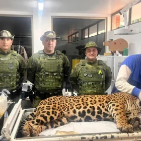 Fotos de Vídeos mostram onça-pintada de 75kg que invadiu o quintal de casa no Paraná; saiba o destino do animal