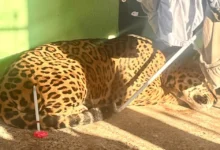 Fotos de Vídeos mostram onça-pintada de 75kg que invadiu o quintal de casa no Paraná; saiba o destino do animal