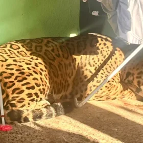 Fotos de Vídeos mostram onça-pintada de 75kg que invadiu o quintal de casa no Paraná; saiba o destino do animal