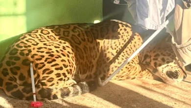 Fotos de Vídeos mostram onça-pintada de 75kg que invadiu o quintal de casa no Paraná; saiba o destino do animal