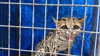 Fotos de Gato-maracajá ameaçado de extinção é resgatado pela Polícia Militar Ambiental em condomínio de Maringá