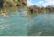 Fotos de Nunca vi isso: pescador registra animal raro atravessando o Rio Paraná, no Porto Maringá; assista