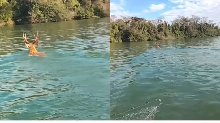 Fotos de Nunca vi isso: pescador registra animal raro atravessando o Rio Paraná, no Porto Maringá; assista