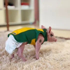 🐖 ‘Onde eu vou, ela vai atrás’: Porquinha criada na mamadeira vira sensação na região de Maringá; vídeo Foto 2 Fotos de 🐖 ‘Onde eu vou, ela vai atrás’: Porquinha criada na mamadeira vira sensação na região de Maringá; vídeo