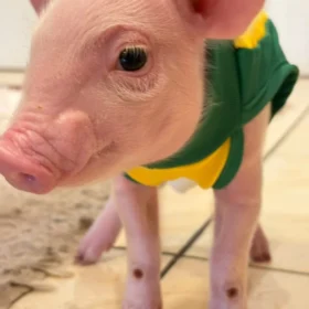 🐖 ‘Onde eu vou, ela vai atrás’: Porquinha criada na mamadeira vira sensação na região de Maringá; vídeo Foto 4 Fotos de 🐖 ‘Onde eu vou, ela vai atrás’: Porquinha criada na mamadeira vira sensação na região de Maringá; vídeo