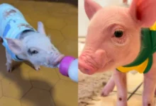 Fotos de 🐖 ‘Onde eu vou, ela vai atrás’: Porquinha criada na mamadeira vira sensação na região de Maringá; vídeo