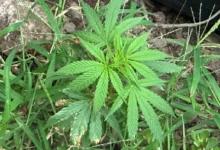 Fotos de Pé de maconha é encontrado em canteiro de calçada na área central de Maringá; veja vídeo