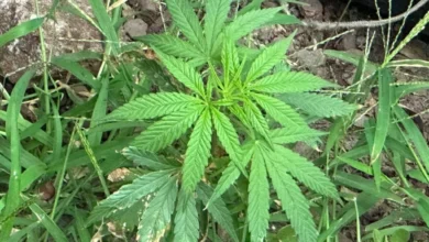 Fotos de Pé de maconha é encontrado em canteiro de calçada na área central de Maringá; veja vídeo