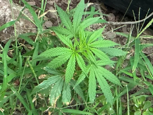Pé de maconha é encontrado em canteiro de calçada na área central de Maringá; veja vídeo Foto 1 Fotos de Pé de maconha é encontrado em canteiro de calçada na área central de Maringá; veja vídeo