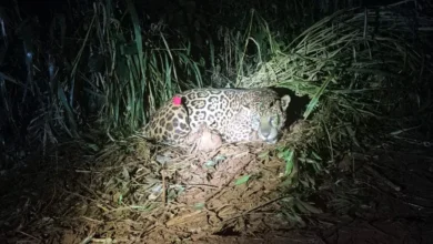 Fotos de Saiba o que vai acontecer com a onça-pintada de 90 kg capturada em Mandaguari