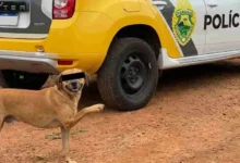 Fotos de Sogro ameaça matar genro após discussão por causa de cachorro caramelo