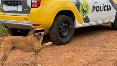 Fotos de Sogro ameaça matar genro após discussão por causa de cachorro caramelo