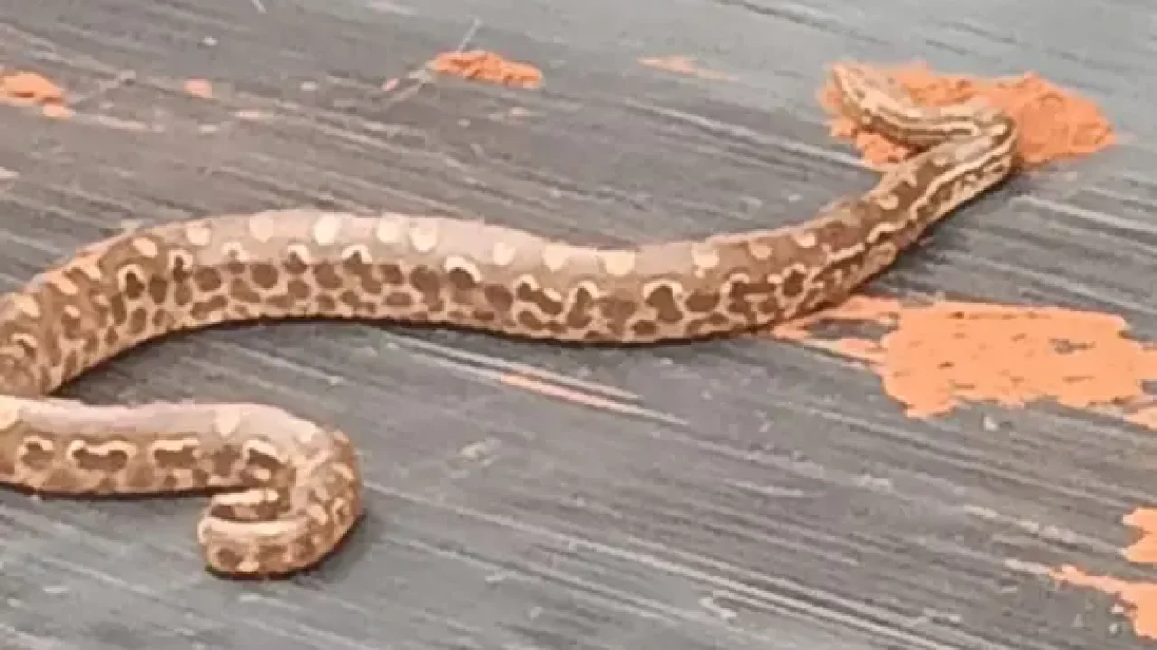 cobra-e-encontrada-na-cacamba-de-caminhao-na-regiao