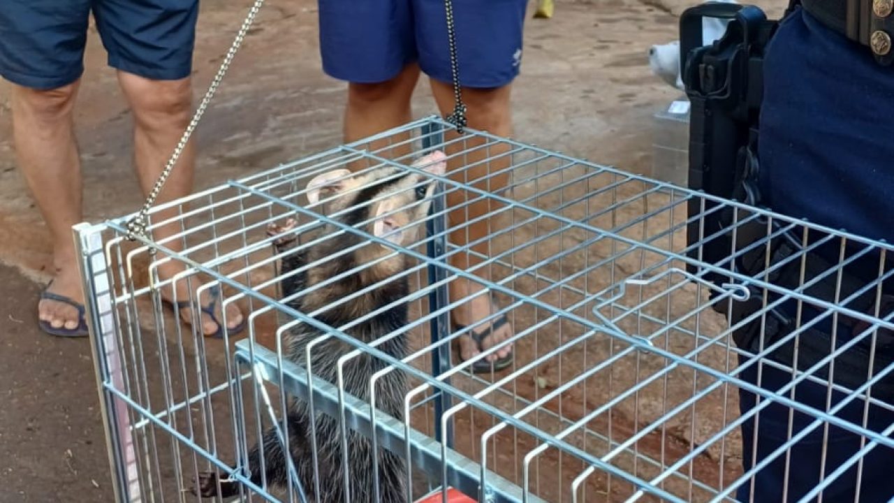 gcm-de-maringa-atraves-da-patrulha-ambiental-resgata-animal-silvestre-no-conjunto-cidade-alta