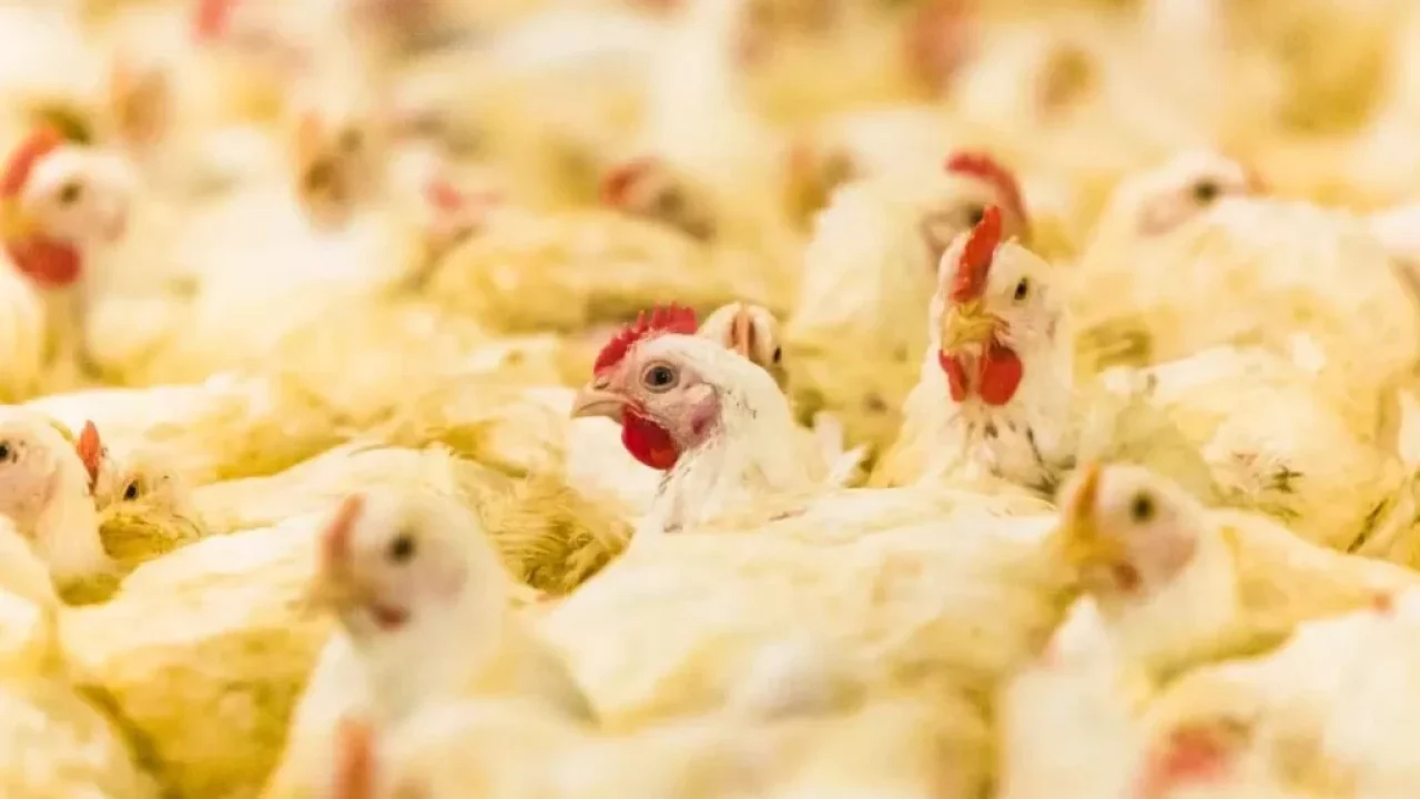maior-exportador-de-frango-do-brasil-parana-reforca-barreira-contra-gripe-aviaria