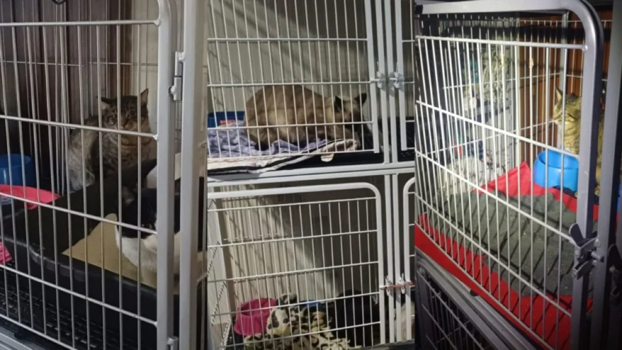 ministerio-publico-determina-retirada-de-140-gatos-de-residencia-em-maringa-apos-denuncias-de-maus-tratos-video