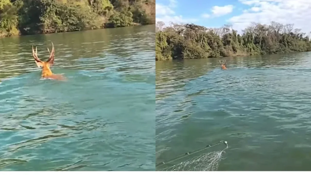 nunca-vi-isso-pescador-registra-animal-raro-atravessando-o-rio-parana-no-porto-maringa-assista