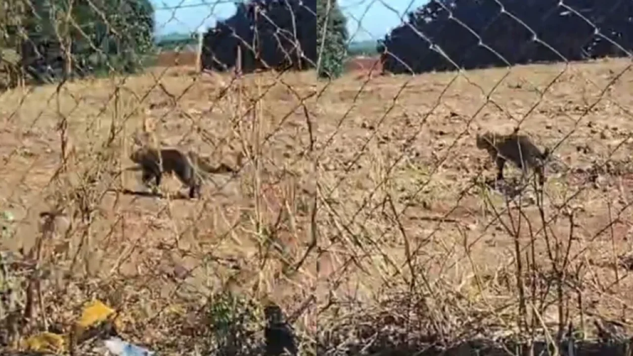 onca-e-flagrada-caminhando-perto-de-empresa-em-marialva-video-mostra-animal-circulando-tranquilamente