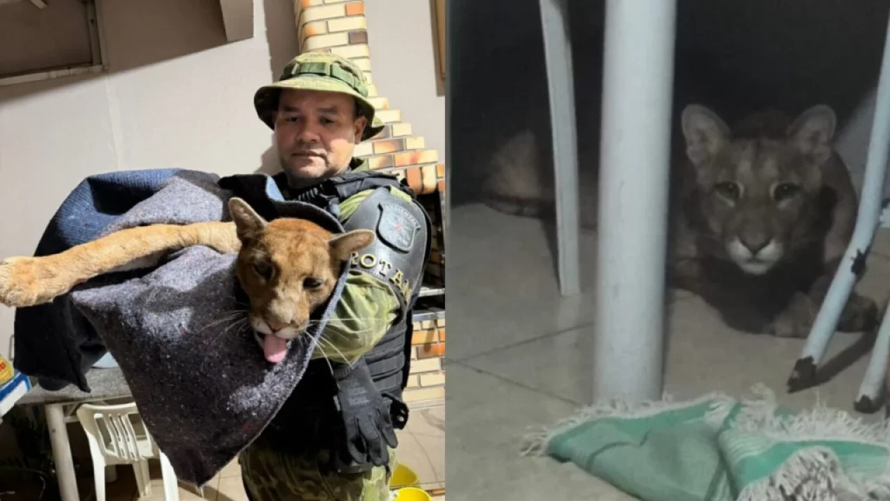 onca-parda-e-encontrada-dentro-de-casa-em-maringa-e-mobiliza-bombeiros-policia-ambiental-e-veterinarios-videos