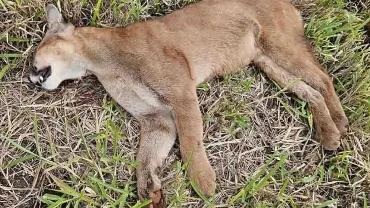 onca-parda-e-encontrada-morta-as-margens-da-rodovia-da-pr-453-suspeita-e-de-atropelamento