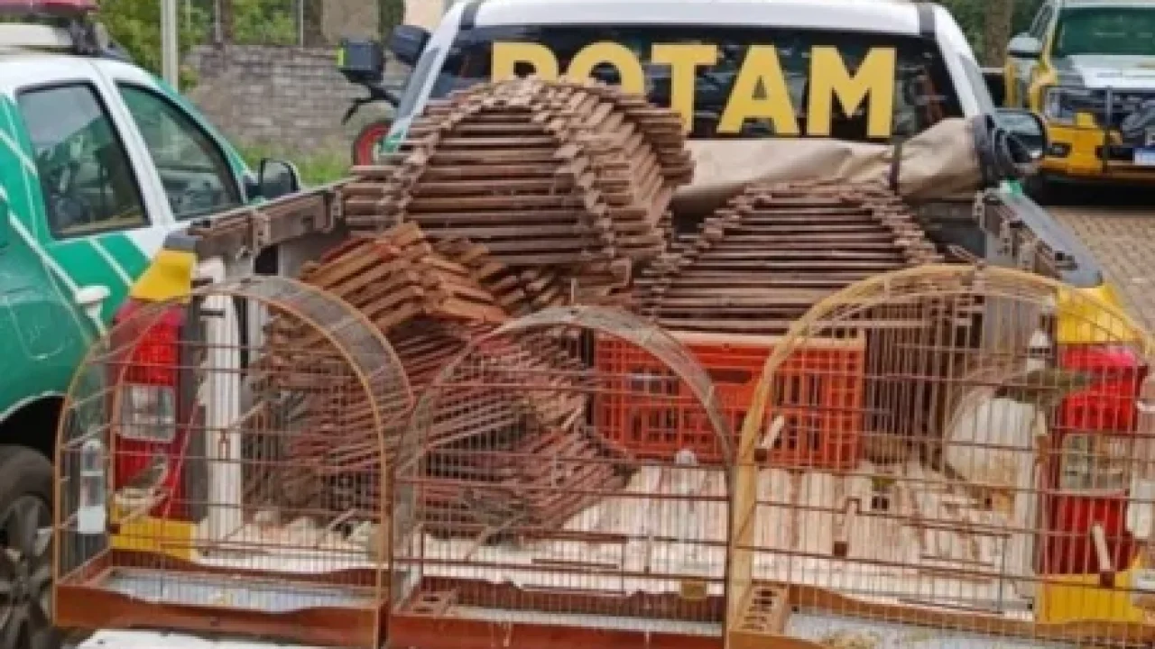 operacao-da-policia-ambiental-apreende-22-aves-e-aplica-r-25-mil-em-multas-em-maringa-e-sarandi