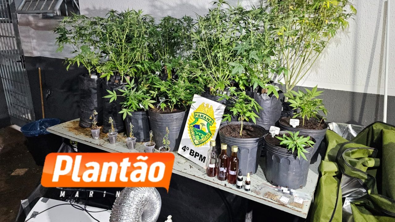 pelotao-de-choque-apreende-estufas-de-maconha-em-edificio-comercial-no-centro-de-maringa