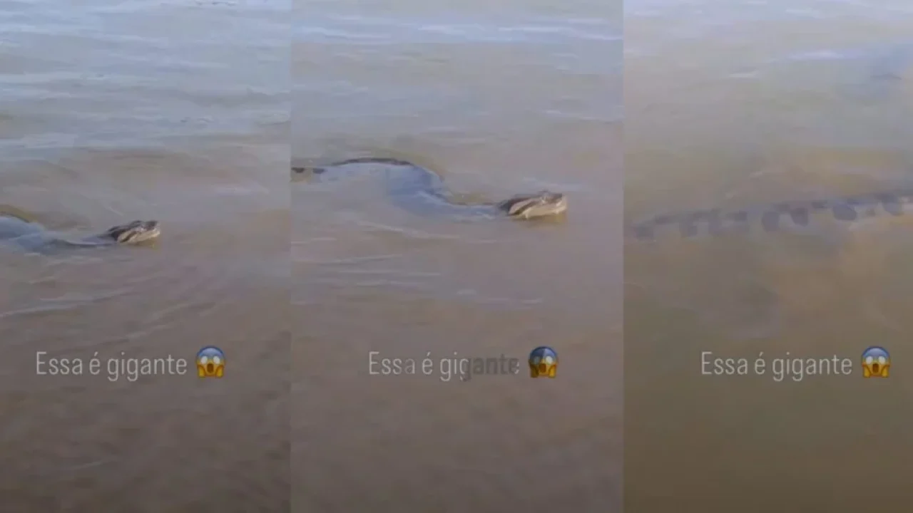 perdi-ate-a-vontade-de-pescar-sucuri-gigante-e-flagrada-tranquila-as-margens-do-rio-parana-no-porto-sao-jose