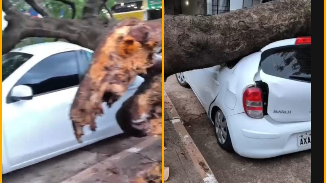 video-arvore-de-grande-porte-atinge-4-carros-durante-forte-ventania-em-maringa