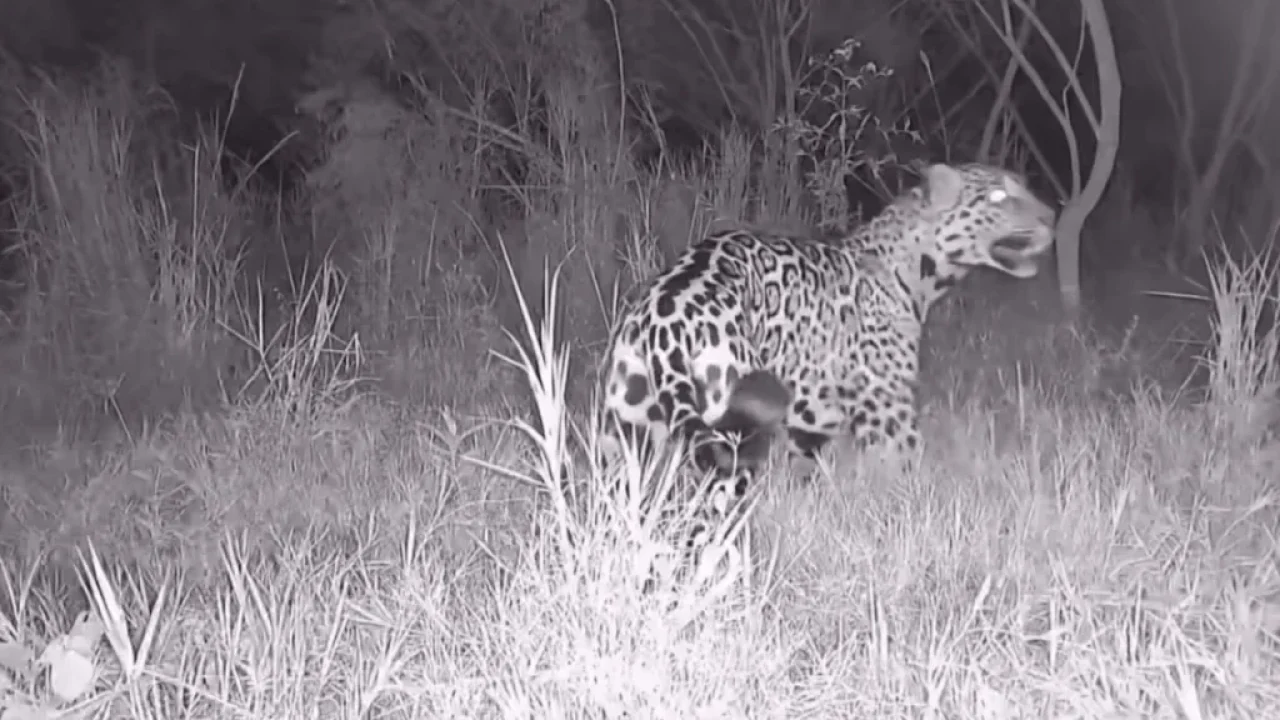 video-veja-o-que-se-sabe-sobre-a-onca-pintada-que-esta-circulando-na-regiao-de-maringa-e-intriga-moradores-apos-ataques-na-zona-rural